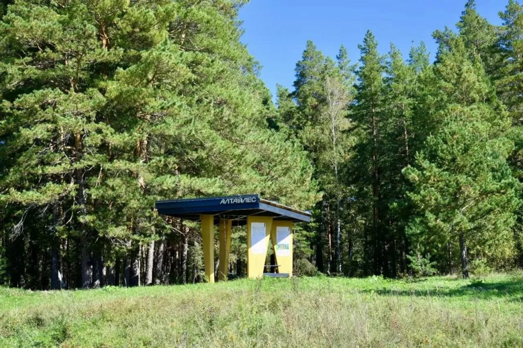 Общественное пространство - беседка в бобровском заказнике от холдинга Алтайлес построена для бережного отношения к лесу людей